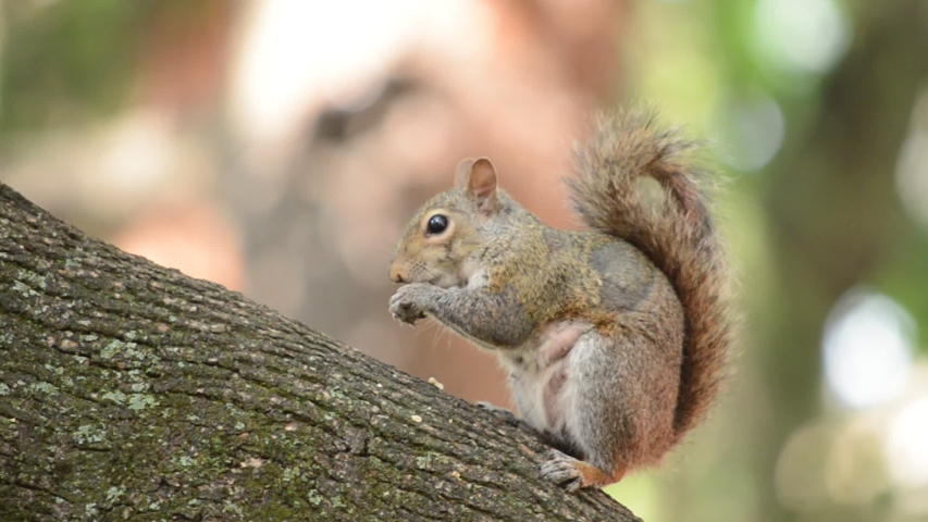 Gray squirrel eating on a tree, looking in the camera. Blurred background Royalty-Free Stock Footage #1052609603