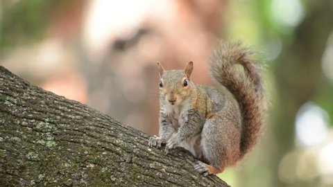 Gray squirrel eating on a tree, looking in the camera. Blurred background