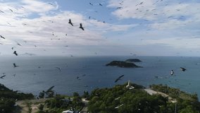 a flock of storks flies over the coast with a stele and an island in the bay, video from a drone