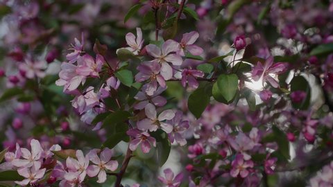 Blooming pink apple tree branches pattern with serenity throbbing light background. Slow motion shot. Natural lighting.
