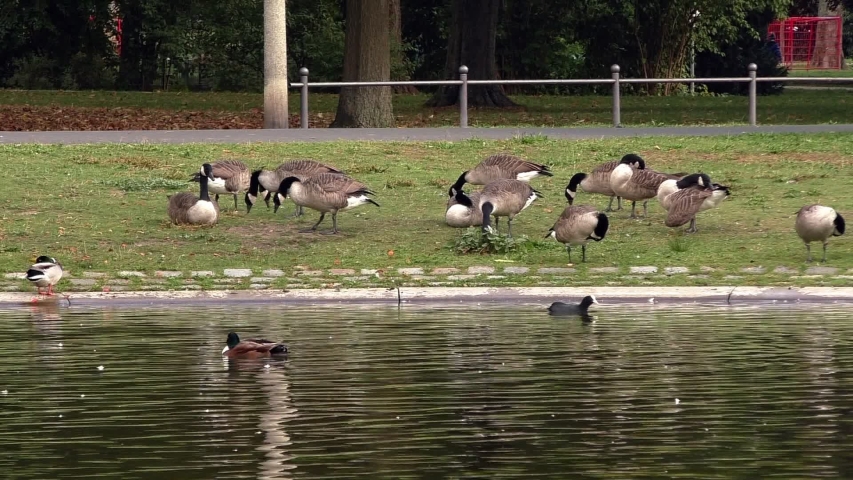 Geese in the park. Stadtpark,Nürnberg, Germany