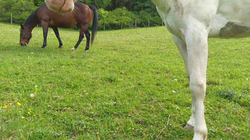 two horses on green grass