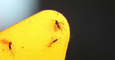 Adult fungus gnats can be trapped with yellow sticky traps made of yellow card stock or heavy paper coated in an adhesive. Gnats are attracted to the color yellow.