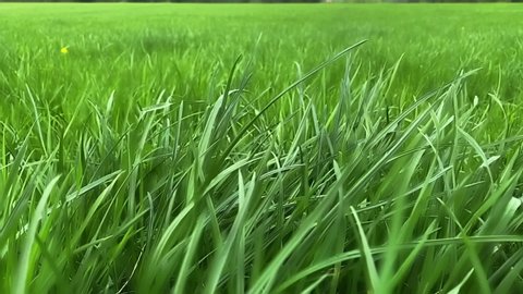 Green grass close-up. Grass swaying in the wind in slow motion. Green juicy lawn, it's time to cut. Alpine meadow densely overgrown with grass. Field of grass in perspective 