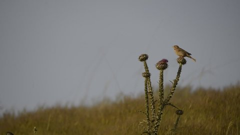 corn bunting is signing on the Silybum marianum in evening time