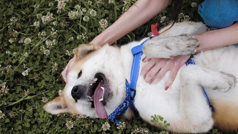 Caucasian girl scratches breasts to Akita dog close-up
