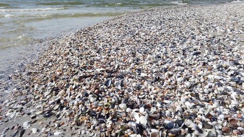 Shell rock on the seashore of the Kinburn Foreland, Black Sea, near Ochakiv, Ukraine