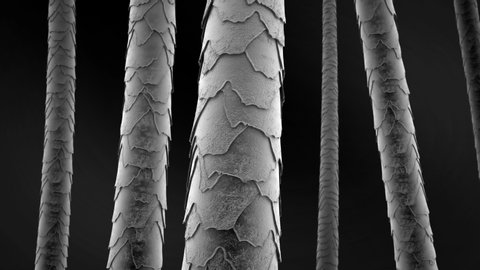 Hair microscope scan. Inside damaged strands of hair. Microscopic hair visualization