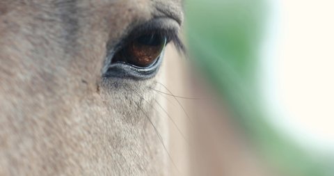 The eye of a horse