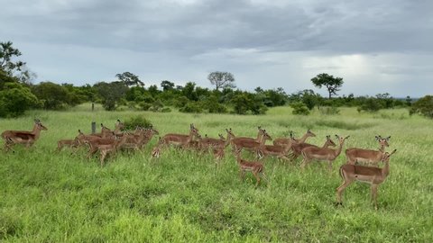 Footage , Impala running (Aepyceros Melampus), Madikwe Game Reserve, South Africa.