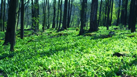 Finding of fresh leaves of plant wild garlic, detail in spring forest. Green springtime forest with wild bears garlic and grasses growing.
