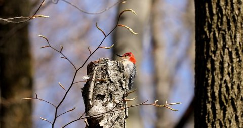 Bird. The red belied woodpecker in spring. Natural scene from state park of Wisconsin.