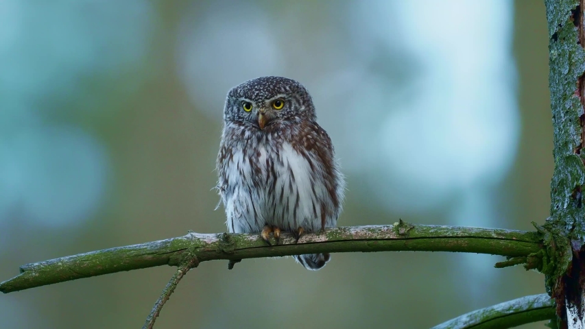 Eurasian Pygmy-Owl - Glaucidium passerinum sitting on the branch with the prey - small rodent in the forest in summer. Small european owl with the green background shredding the caught rodent. Royalty-Free Stock Footage #1052648546
