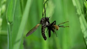 Predator and Prey - Dance Fly eats Yellow Dung Fly.