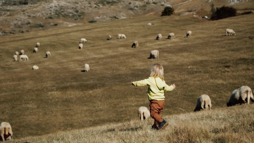 Little blond boy runs across the field with sheep | Shutterstock HD Video #1052651681