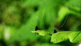 Green Longhorn Moths.  Their Latin name is Adela reaumurella.