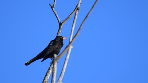 Blackbird. A male singing in a tree on a spring evening. Turdus Merula