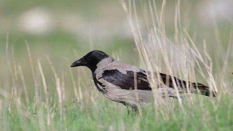 Hooded Crow Corvus cornix, standing in the grass in the beautiful light and croaking