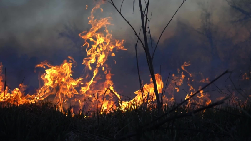 Wild fire in spring close up view. Deforestation and global warming concept. Rain forest wildfire disaster, dry bushes burning, fire reasons, ecology, earth, climate change, air pollution Royalty-Free Stock Footage #1052658284