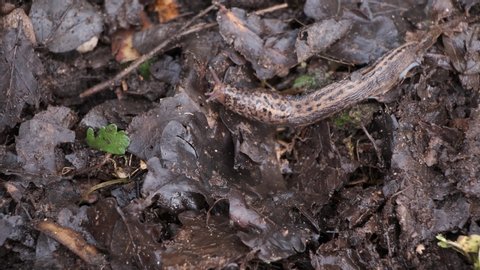 Leopard Slug Moving Over Compost Heap Rotting Leaves Limax Maximus Grey-Brown Colour