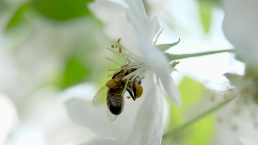 Close up of one honey bee flying around the Apple tree flowers Royalty-Free Stock Footage #1052684873