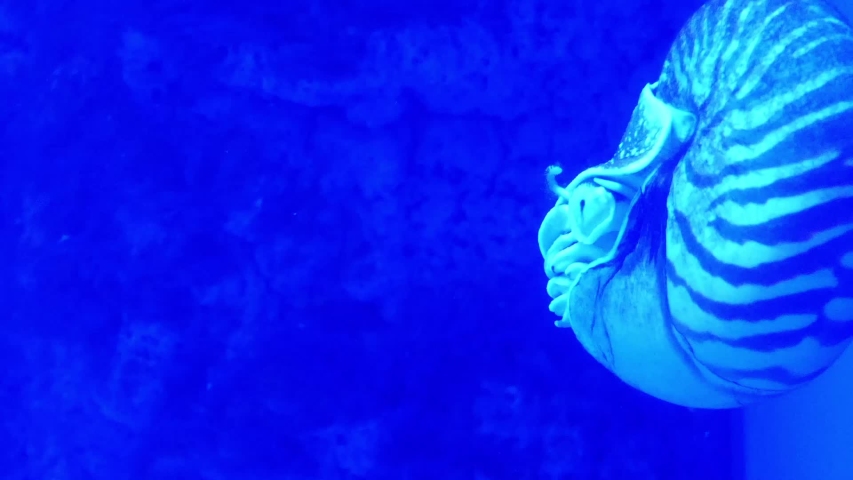 Chambered nautilus, Nautilus pompilius, also called the pearly nautilus, is the best-known species of nautilus.