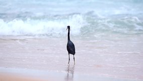 Ocean bird seen walking on the beach until it gets startled from a big wave and flies away. 