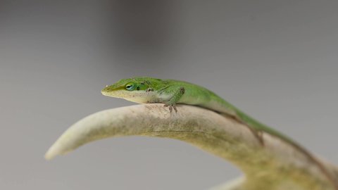 The only anole species native to the United States, these small lizards are typically found on or near the base of trees, where they feed largely on insects.