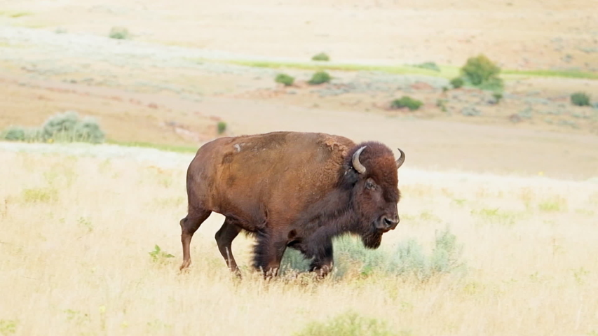 Antelope Island, USA with bison herd crossing road in state park near Great Salt Lake City in Utah in slow motion panning