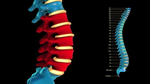 The human spinal column -blue metal- Lumbar spine - 3D model animation on a white background
