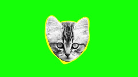 pop art teenage cat head with face mask on green screen animation