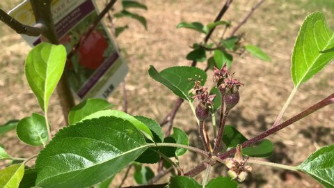 Grafting Videos Of Fruit Trees : Grafted Fruit Trees Stock Video Footage 4k And Hd Video Clips Shutterstock / People do like to graft fruit trees, as well as being interesting and an experiment, it can also be highly practical.