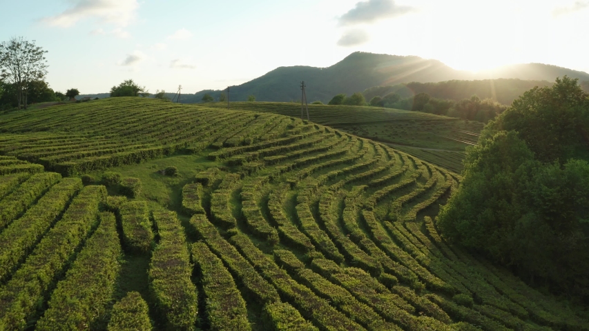 Free Tea Stock Video Footage Royalty Free Video Download Coverr