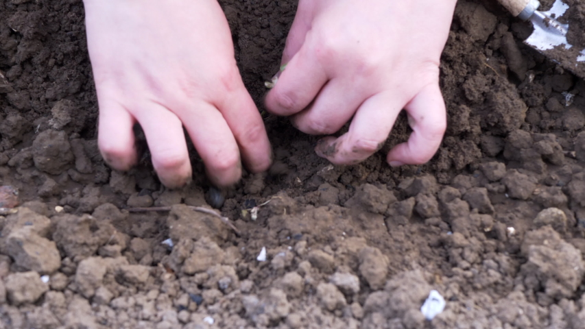 Extravagant short-haired woman genius gardening. Beautiful girl's hands with chubby fingers stick seedlings of vegetables pepper, eggplant in garden. Fresh ground with prepared holes for seedlings | Shutterstock HD Video #1052715137