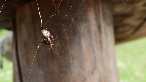 A Zoropsis spinimana spider fighting with its prey and eating it. The insect was captured by the web of the arachnida. The spider has a brown prosoma with some black marks on the opisthosoma