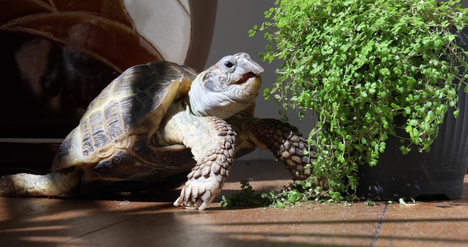 Desert Turtle image - Free stock photo - Public Domain photo - CC0 Images