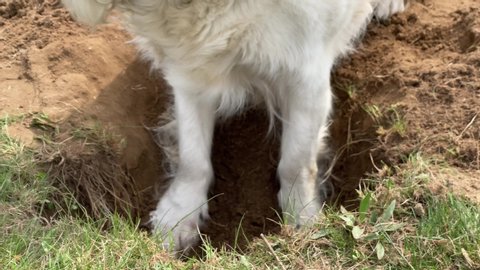 funny video - golden retriever digs a hole in the field