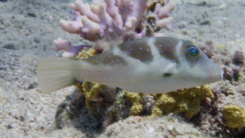 Blacksaddle toby swimming in the Red sea,
Toby fish.