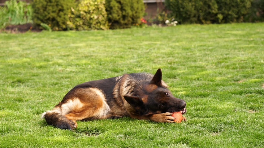 why do german shepherds eat grass