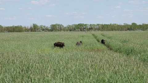 herd of wild boars feeding in a wheat field 