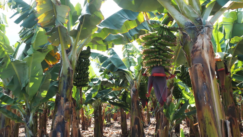 Tenerife banana plantations under the bright sun in the spring season, close shot. Exotic canary sugar green bananas growing on trees. One of the most important products and fruits on the archipelago. | Shutterstock HD Video #1052724692