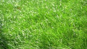 Closeup low angle video footage of beautiful fresh sunny spring green grass growing in city park outdoor.