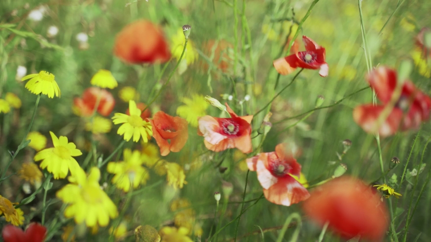 Yellow Poppy Flowers image - Free stock photo - Public Domain photo ...