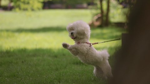Cute little white bichon dog in the park