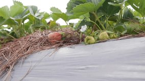 Red and green strawberries on the garden bed. Organic farming. Agriculture and agribusiness. Hand sowing and crop care