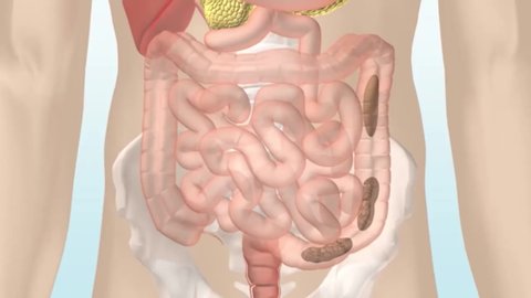 How the Digestive System Hd