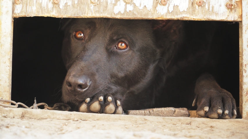 sad tied outside dog looks out of the booth of the shadows. Animal protection concept. Hard treatment of Pets.