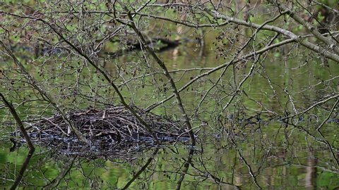 Coot building the nest in the meadow forest, spring, (fulica atra), germany

