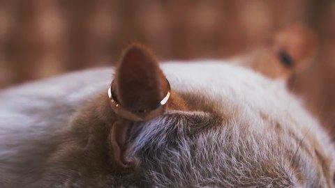 CU shot, slow motion: funny blue eyed cat with new gold shiny wedding rings on fluffy ears on blurred background in light room extreme close view
