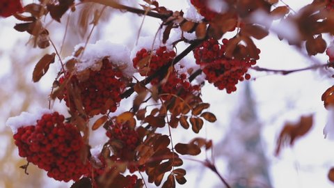 CU shot, slow motion: sorb tree branches with leaves and red ashberries bunches covered with white snow in frozen winter forest extreme close view